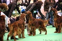 Crufts2011_2 029